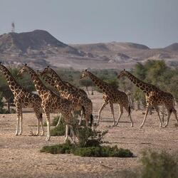 シルバニヤス島