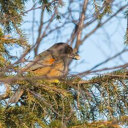 パッラス・ユッラストゥントゥリ国立公園