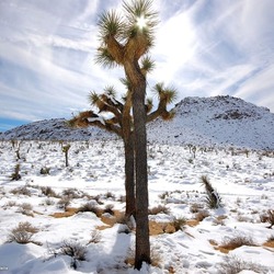 Parque Nacional Joshua Tree
