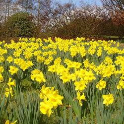 ウィーズリーガーデン