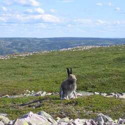 Національний Парк Грос-Морн