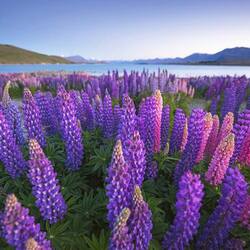 الترمس في بحيرة تيكابو