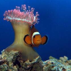 حوض أسماك جنوة