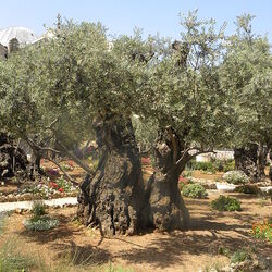 ゲッセマネ庭園