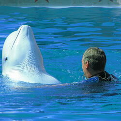 أنابا دولفيناريوم