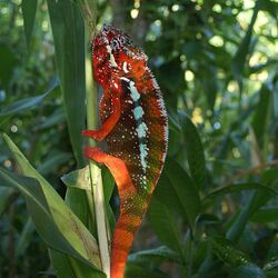 馬洛傑基國家公園