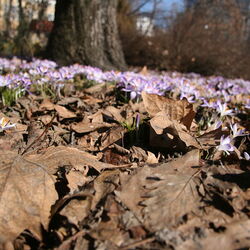 الحديقة النباتية سميت باسم أ. AT. فومين