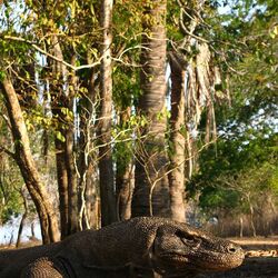 Национальный парк Комодо