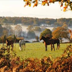 サウスダウンズ