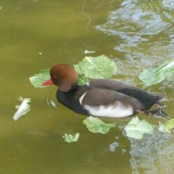 حديقة القلعة