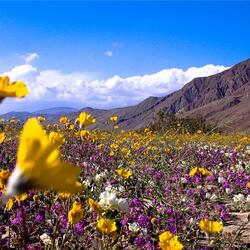 Désert d'Anza Borrego