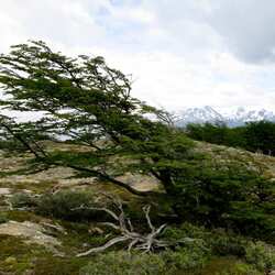 ティエラ デル フエゴ国立公園