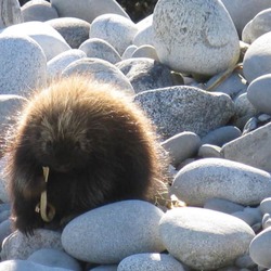 حديقة Kejimkujik الوطنية