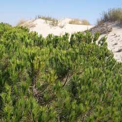 ドニャーナ国立公園