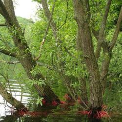 ケラーヴァルト エーダーゼー国立公園
