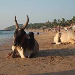 アンジュナ ビーチ