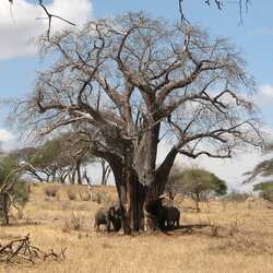 タランギレ国立公園
