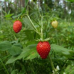 オルロフスキーポーレジー国立公園
