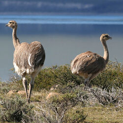 منتزه توريس دل باينه الوطني