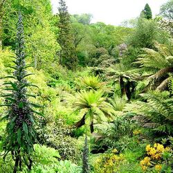 Jardins perdus de Heligan