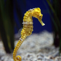 حديقة فالنسيا الأوقيانوغرافية