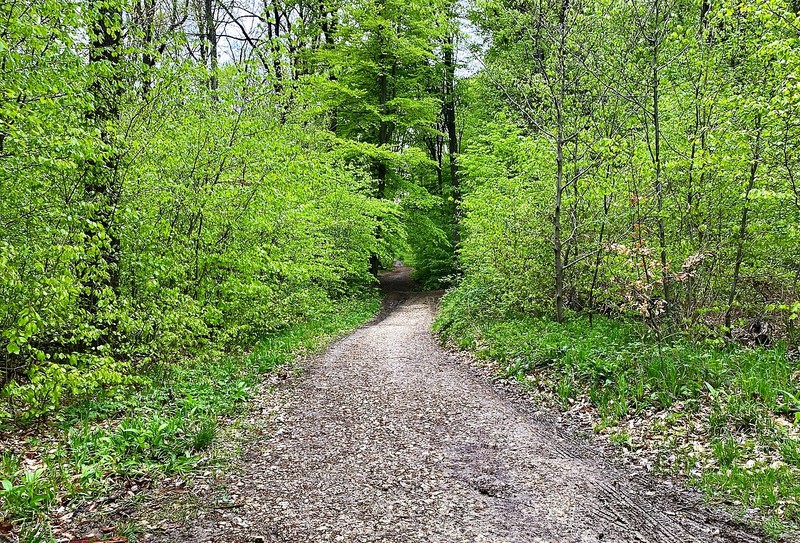 Bosque de Viena