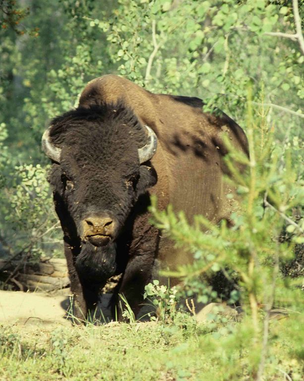 Parque Nacional Wood Buffalo