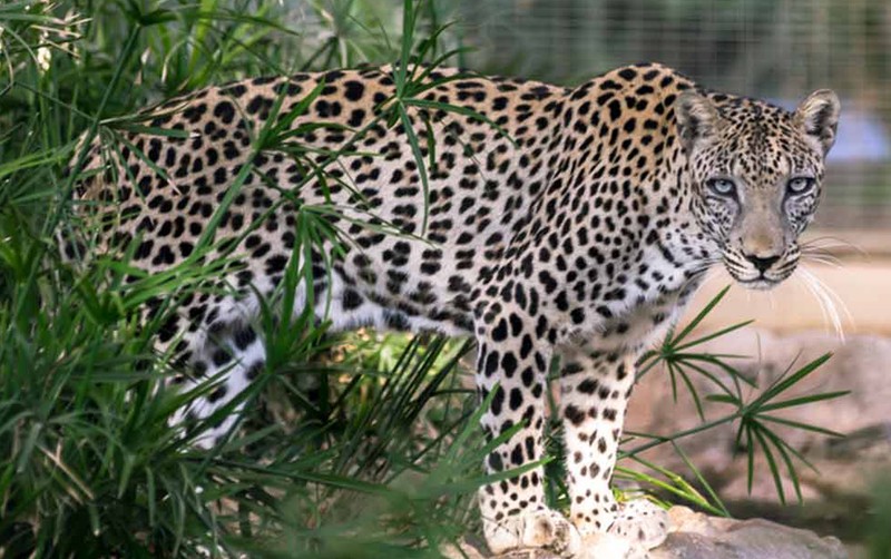 Sharjah Zoo - photo 9