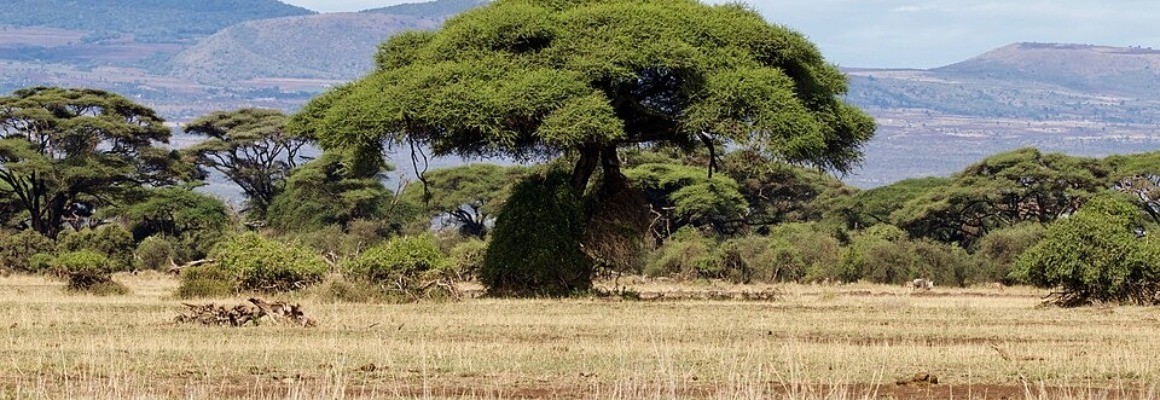 Parque Nacional Amboseli