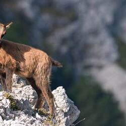阿布魯佐、拉齊奧和莫利塞國家公園