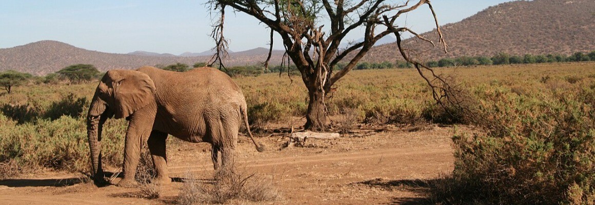 Reserva Nacional de Samburu