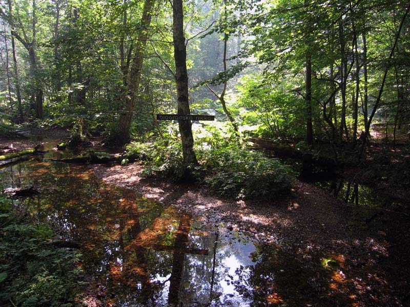 Биоградский лес