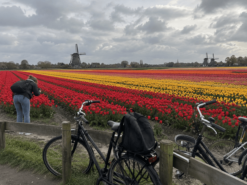 The Netherlands by Bike: Three Routes and Rules of the Road