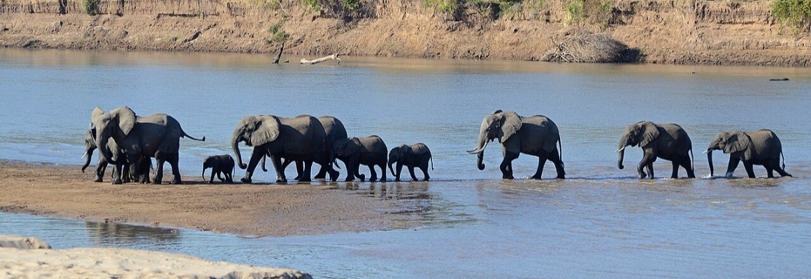 South Luangwa National Park