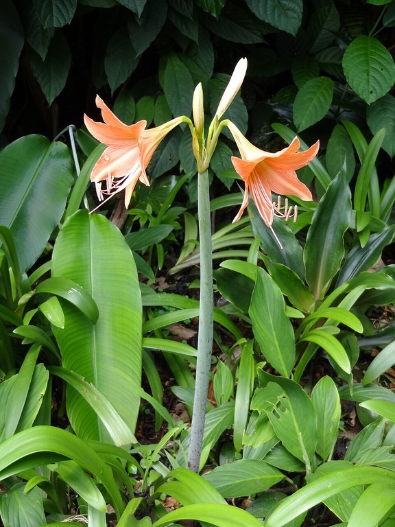 Jardim Botânico Real de Peradeniya