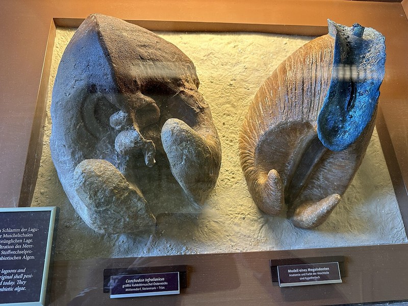 ウィーン自然史博物館