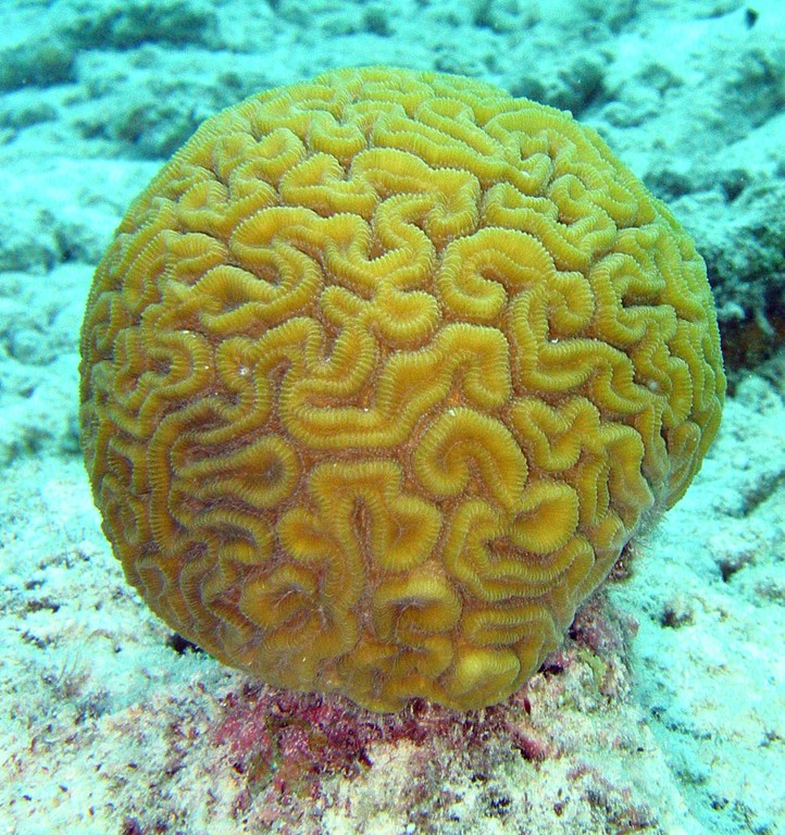 Recife de coral de Hikkaduwa