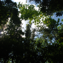 Национальный парк Синхараджа