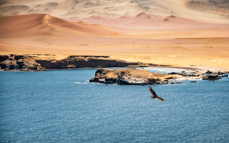 Réserve nationale de Paracas