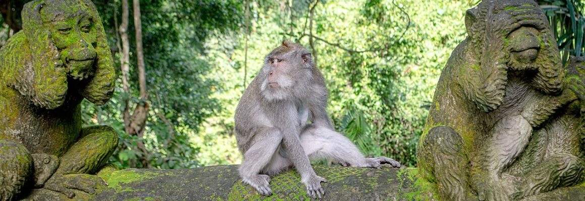 Floresta dos Macacos em Ubud