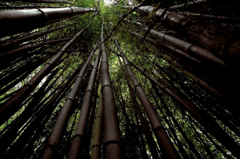 Schwarze Bambusmulde