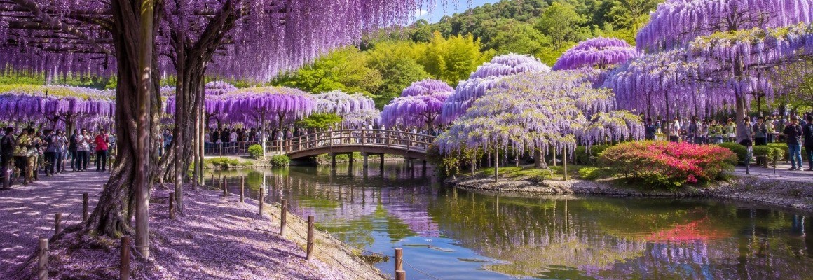 Jardín Kawachi Fuji