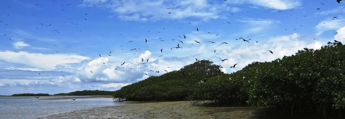 Mangroves de Tumbes