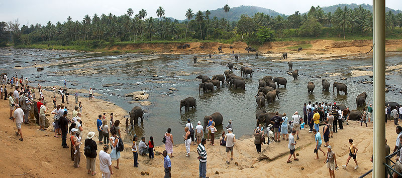 Orphelinat des éléphants de Pinnawala