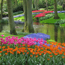 Keukenhof
