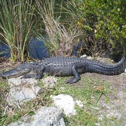 Національний Парк Еверглейдс