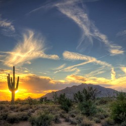 Saguaro Nationalpark