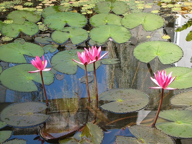 Jardim Botânico Real de Peradeniya