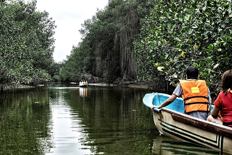 Mangroves de Tumbes