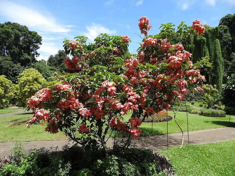 Jardim Botânico Real de Peradeniya